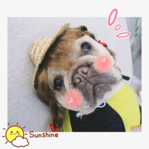 [MPK магазин] собака шляпу, Pet летом соломенная шляпа, милая шляпа для кошек и собак dogstory 32799854033