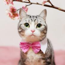 [MPK кошачьи галстуки-бабочки] бантики для животных в различных дизайнах, кошки и ошейник для собак галстук-бабочка для домашних питомцев dogstory 32705163098