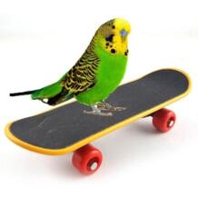 1 шт мини-скейтборд животное птица игрушки разведки Разработка попугай игрушки стенты скраб скутер кататься A20 WLPARTY 32843306380