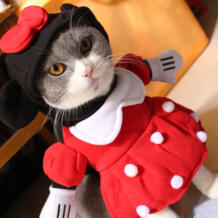 [MPK Костюмы для кошек] Забавный Минни кошка платье, поставляется с Hat dogstory 32758724993